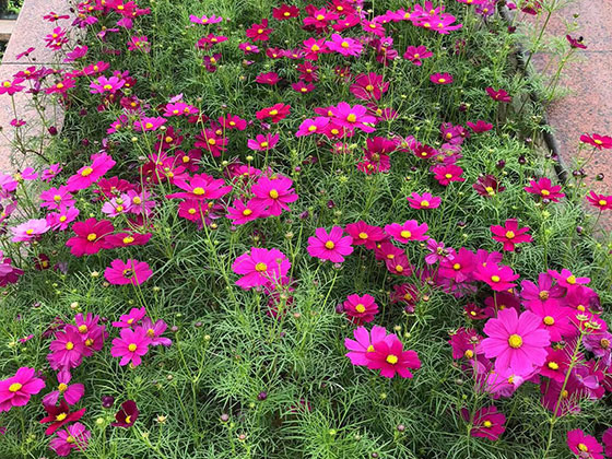 合肥花卉批发市场-绿化城市设计